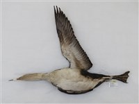 藏品(紅喉潛鳥)的圖片